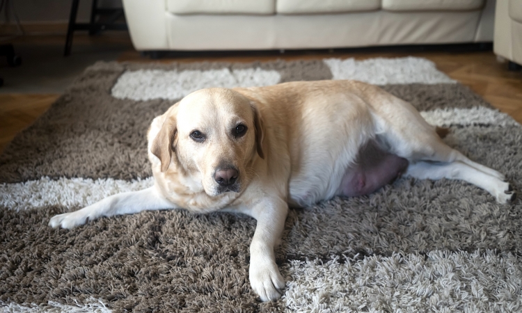 L’incontinenza urinaria: come capire se il nostro cane o gatto ne soffre e a cosa può essere legata